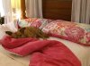 Juli enjoying a lie-in, in the comfort of a four-poster bed in Jersey, C.I.